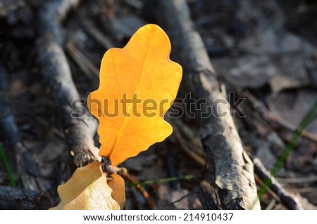 close up to fall yellow oak leaf