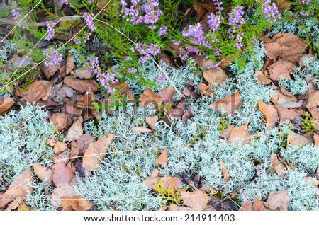closeup to fall forest grouncover