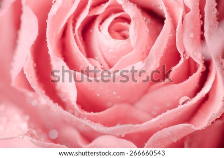 macro of pink rose flower