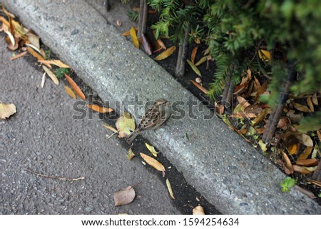 Similar – Image, Stock Photo Curbside sparrows Sparrows