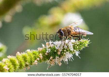 Macro of a honey bee (apis mellifera) on a mint (menta piperita) blossom with blurred bokeh background; pesticide free environmental protection save the bees biodiversity concept;