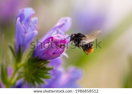 Macro of a bumble bee collecting pollen on a Paterson's curse (echium plantagineum) blossom with blurred background; pesticide free environmental protection save the bees biodiversity concept;