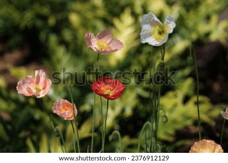 Similar – Image, Stock Photo Papaver nudicaule, Iceland poppy, opening bud and flowers