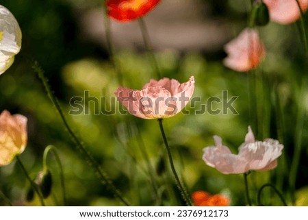 Similar – Image, Stock Photo Papaver nudicaule, Iceland poppy, opening bud and flowers
