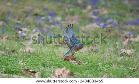 Similar – Image, Stock Photo a bird takes off from the sandy beach