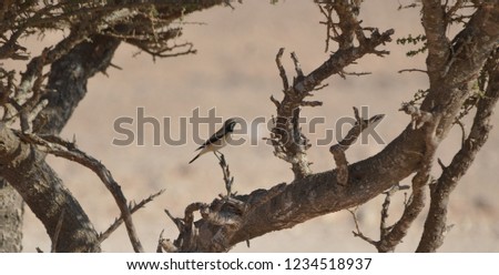 Desert Wheatear