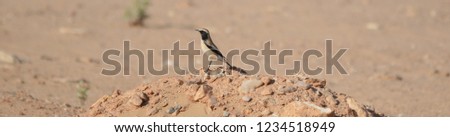 Desert Wheatear