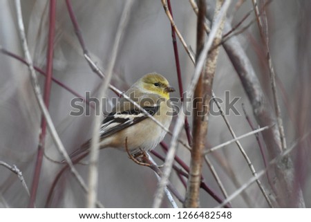 Similar – Image, Stock Photo Goldfinch in winter