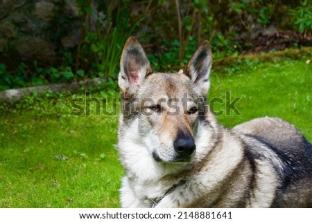 Czechoslovakian wolfdog in the foreground in the garden Foto d'archivio © 