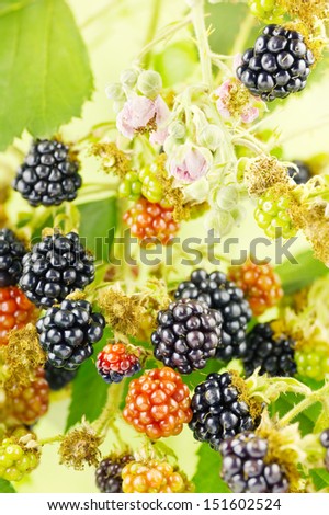 Blackberries on a twig in a bush with blackberry blossoms