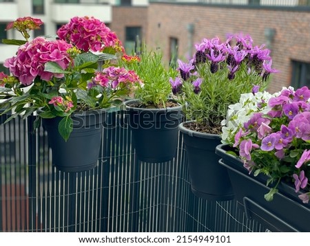 Decorative flower pots with blooming balcony flowers, pink Hydrangea, purple violet lavender and pansies flowers in flower pots hanging on a fence in balcony garden Imagine de stoc © 