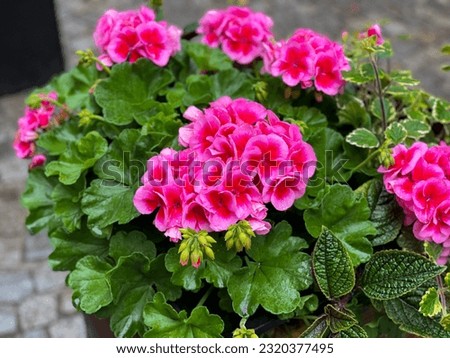 Similar – Image, Stock Photo geranium Flower Geranium