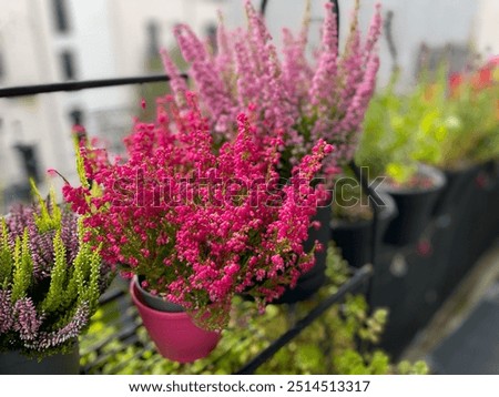 Similar – Foto Bild Pink heather Umwelt Natur