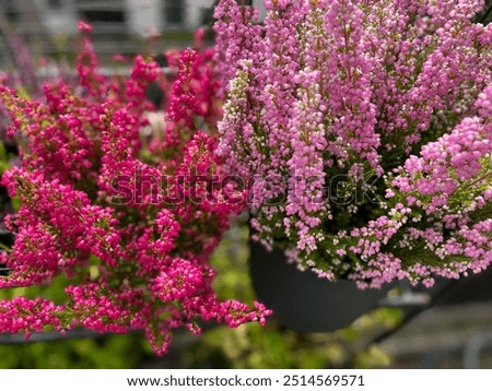 Similar – Foto Bild Pink heather Umwelt Natur