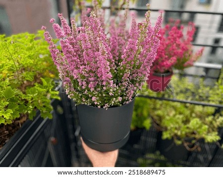 Similar – Foto Bild Pink heather Umwelt Natur