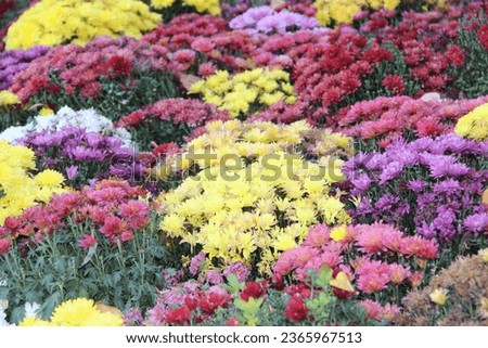 Similar – Foto Bild Blumenbeet mit verschiedenen Blumen im Park