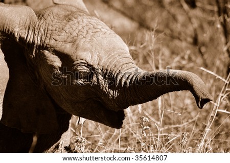 Young elephant showing off his trunk
