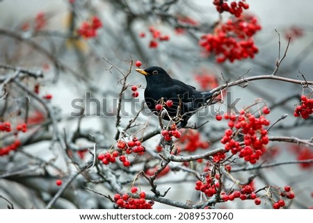 Similar – Image, Stock Photo Blackbird in a berry bush