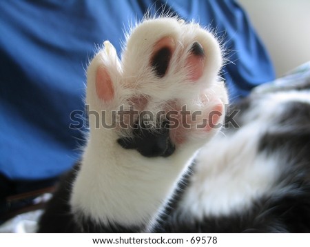 paw of black and white tuxedo cat  feline