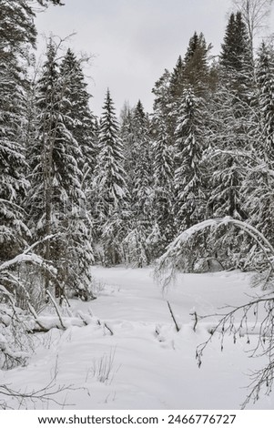 Similar – Image, Stock Photo Forest path in winter with mud and large puddles in which the trees are reflected