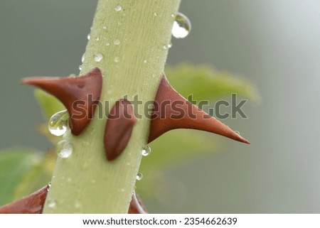 Similar – Image, Stock Photo rose thorn and waterdrop living together for a while