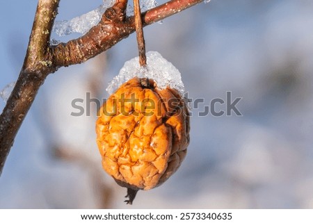 Similar – Foto Bild Eiszapfen am Apfelbaum