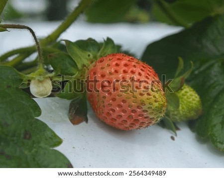 Similar – Image, Stock Photo Pinkish Garden Environment