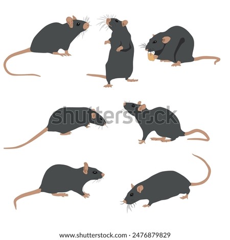 Rodents, rats vector view
Rodents, rats vector view, graphics