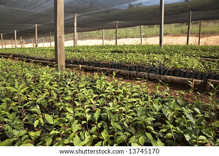 Tea seedlings in a nursery near the village of Chimate in the Yungas region of Bolivia.