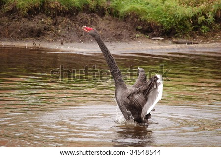Black swan on water, side view, flapping wings and reaching straight neck up