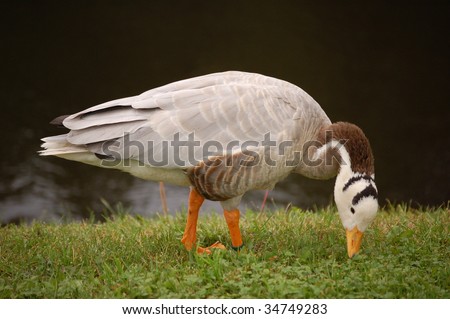 Bar-headed goose, side view, gracefully leaning neck down