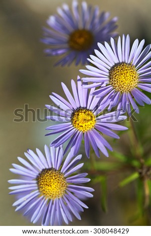 Light purple daisies, close-up view. Focus on the stamens of upper flower