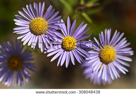 Floral background of purple daisies - alpine aster. Macro, focus on stamens of upper flower