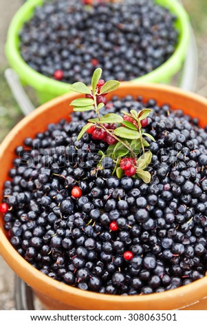Harvest berries. Buckets with Blueberry and lingonberry branches