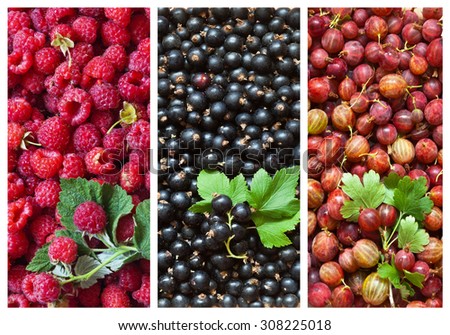 Harvest garden berries - raspberries, currants, gooseberries. Collage of berry backgrounds with green leaves