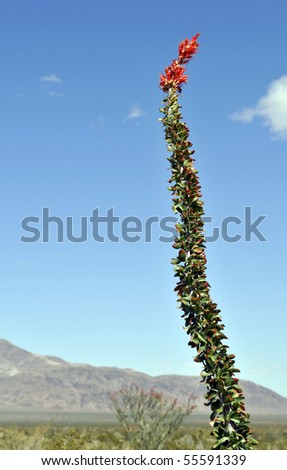 Close up of an Ocotillo stem with a red flower blooming at the end, against a desert scene and blue sky