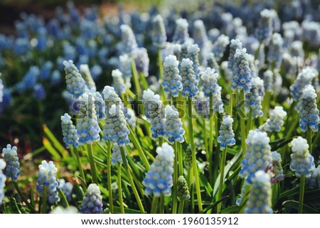 Similar – Image, Stock Photo grape hyacinth Muscari