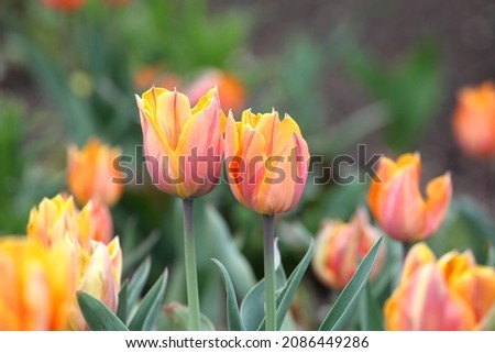 Similar – Image, Stock Photo Peach Tulip Petal Flower
