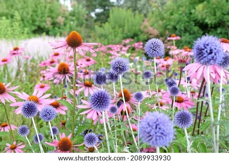 Similar – Foto Bild Distelfalter auf Echinacea purpurea