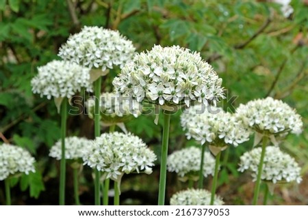Similar – Image, Stock Photo Faded ornamental garlic ( Allium ) in the blue sea of flowers of catnip ( Nepeta )