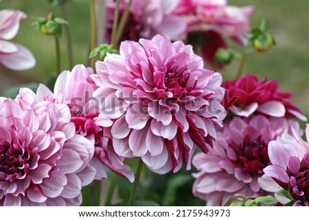 Dahlia 'Creme de Cassis' in flower Photo stock © 
