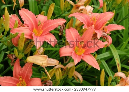 Similar – Image, Stock Photo Daylilies (Hemerocallis), Hemerocallis hybrids in full bloom