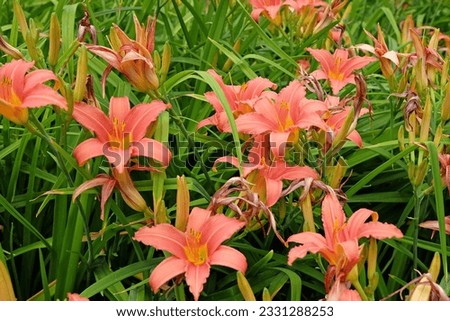 Similar – Image, Stock Photo Daylilies (Hemerocallis), Hemerocallis hybrids in full bloom