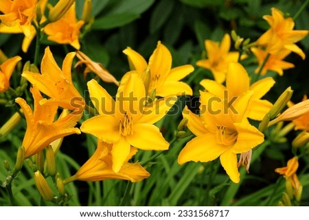 Similar – Image, Stock Photo Daylilies (Hemerocallis), Hemerocallis hybrids in full bloom