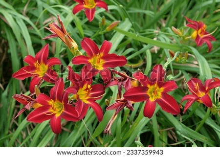 Similar – Image, Stock Photo Daylilies (Hemerocallis), Hemerocallis hybrids in full bloom