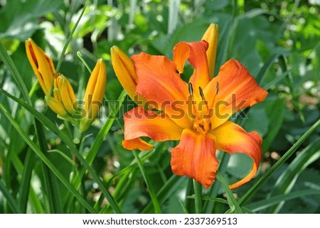 Similar – Image, Stock Photo Daylilies (Hemerocallis), Hemerocallis hybrids in full bloom