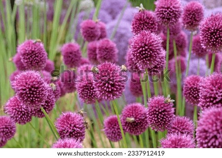 Similar – Image, Stock Photo Faded ornamental garlic ( Allium ) in the blue sea of flowers of catnip ( Nepeta )