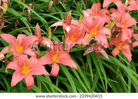Similar – Image, Stock Photo Daylilies (Hemerocallis), Hemerocallis hybrids in full bloom