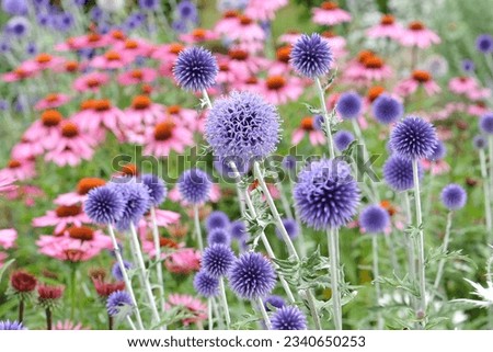 Similar – Image, Stock Photo blue globe thistle, a real bee magnet