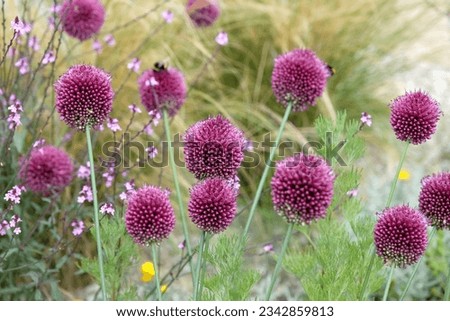 Similar – Image, Stock Photo Faded ornamental garlic ( Allium ) in the blue sea of flowers of catnip ( Nepeta )